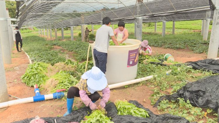 海南省琼海市组织爱心企业采摘新鲜蔬菜保障抗疫物资供应
